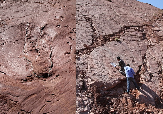 肉食恐龙游泳是“狗刨”：古生物学家发现中国首例恐龙游泳足迹化石
