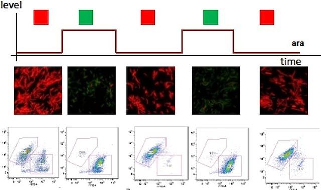 未来的计算机，用DNA、黏菌和其他奇怪玩意儿试一试