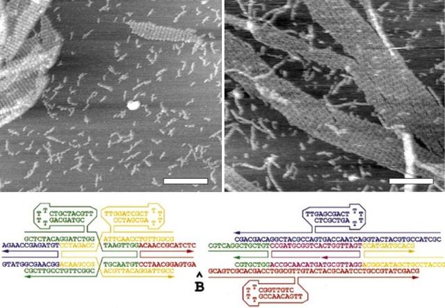 未来的计算机，用DNA、黏菌和其他奇怪玩意儿试一试