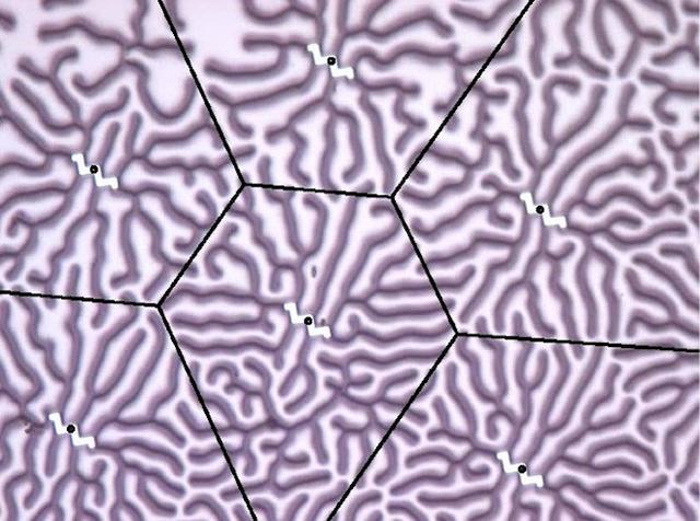 未来的计算机，用DNA、黏菌和其他奇怪玩意儿试一试
