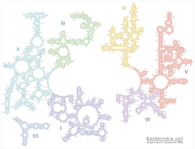 未来的计算机，用DNA、黏菌和其他奇怪玩意儿试一试
