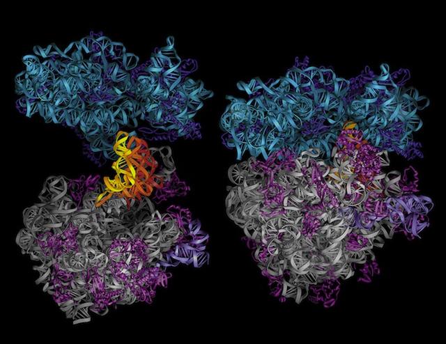 未来的计算机，用DNA、黏菌和其他奇怪玩意儿试一试