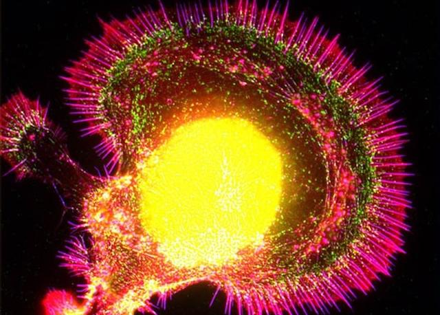 未来的计算机，用DNA、黏菌和其他奇怪玩意儿试一试