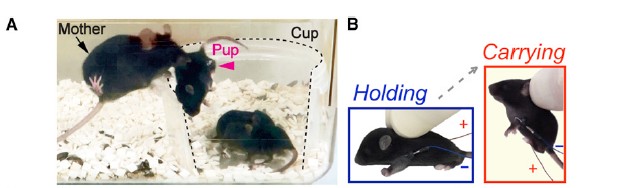 宝宝哭闹怎么办？拿嘴“抱抱”