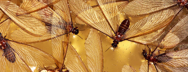 飞蚁入侵，你准备好了吗？