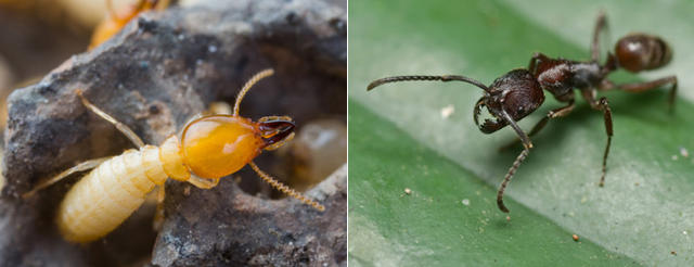 飞蚁入侵，你准备好了吗？