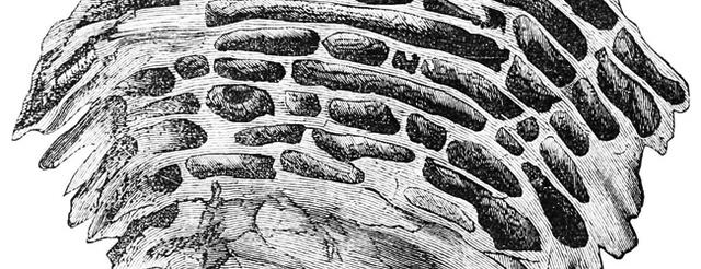 飞蚁入侵，你准备好了吗？