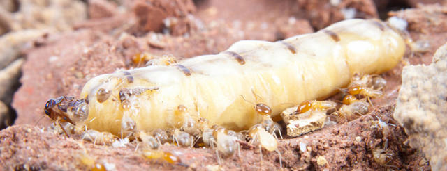 飞蚁入侵，你准备好了吗？