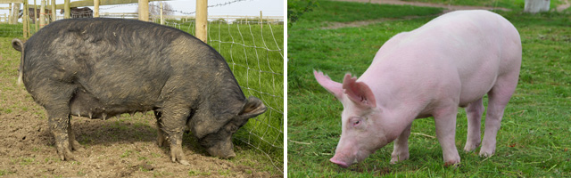 最正宗的回锅肉正在走向灭绝？