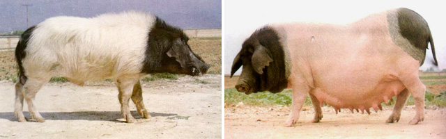 最正宗的回锅肉正在走向灭绝？