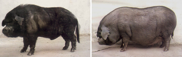 最正宗的回锅肉正在走向灭绝？