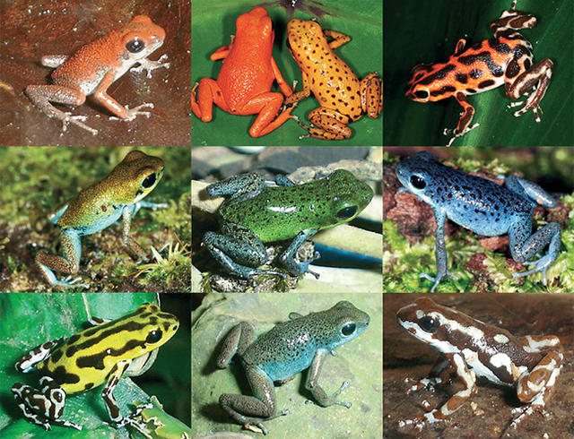 草莓箭毒蛙：想追她，就赖在她旁边吧！