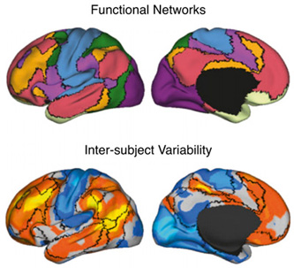 大脑结构影响思维方式？神经成像揭示人脑个体差异