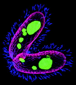 7种性别，四膜虫决定子代交配型的方式太草率了！