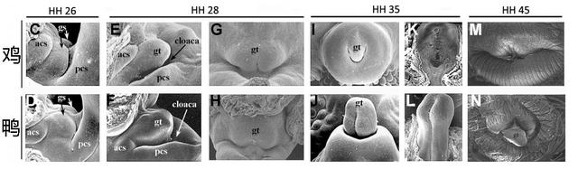 鸡为什么没有“小鸡鸡”？