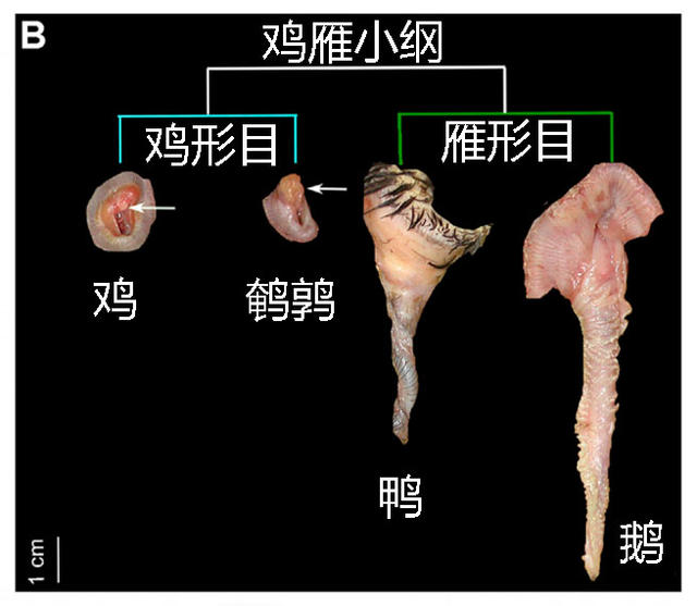 鸡为什么没有“小鸡鸡”？