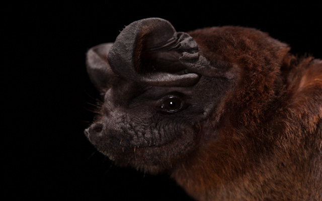 一种叫“咿丫咿丫咿”的虫子：分类学家的小把戏