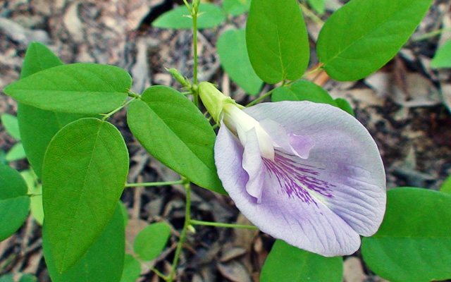 一种叫“咿丫咿丫咿”的虫子：分类学家的小把戏