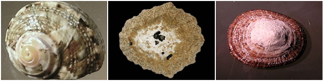 贝壳越大，人口越少：从贝壳大小窥视人类的进化