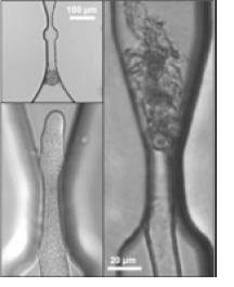 微芯片系统证明：适度紧握，释放精子