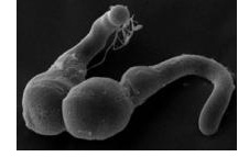 微芯片系统证明：适度紧握，释放精子