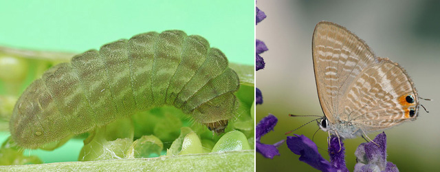 蛰疼我们的毛毛虫，是蝴蝶的幼虫吗？