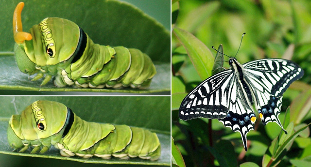 蛰疼我们的毛毛虫，是蝴蝶的幼虫吗？