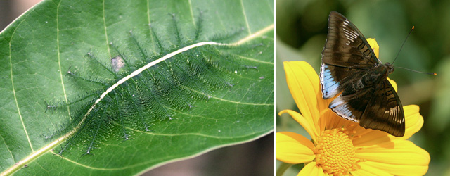 蛰疼我们的毛毛虫，是蝴蝶的幼虫吗？