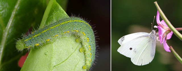 蛰疼我们的毛毛虫，是蝴蝶的幼虫吗？