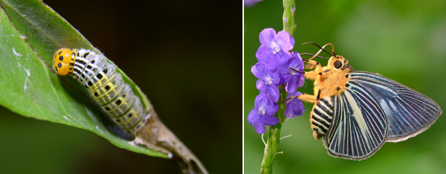 蛰疼我们的毛毛虫，是蝴蝶的幼虫吗？
