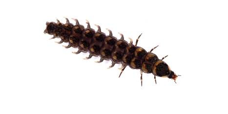 在围观中死去的萤火虫