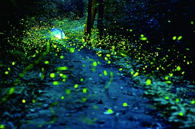 在围观中死去的萤火虫