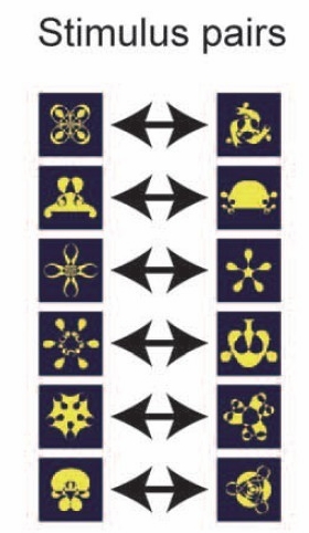 大脑如何处理复杂的视觉刺激？