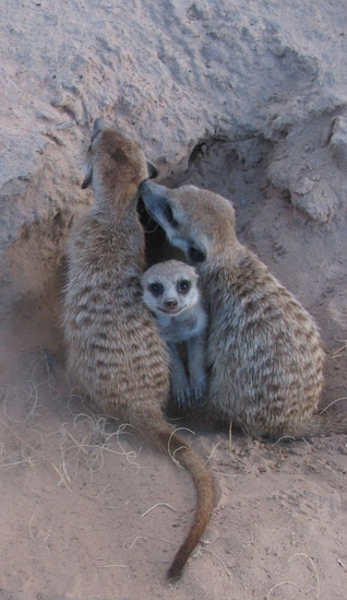 有一种繁殖策略叫“忠贞不渝”