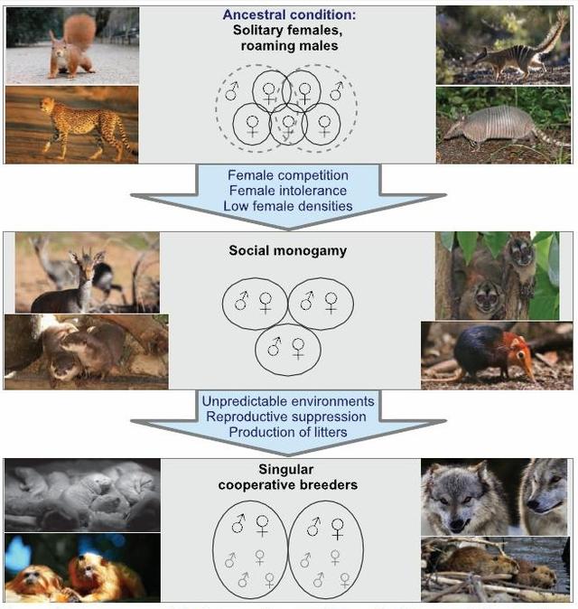 有一种繁殖策略叫“忠贞不渝”