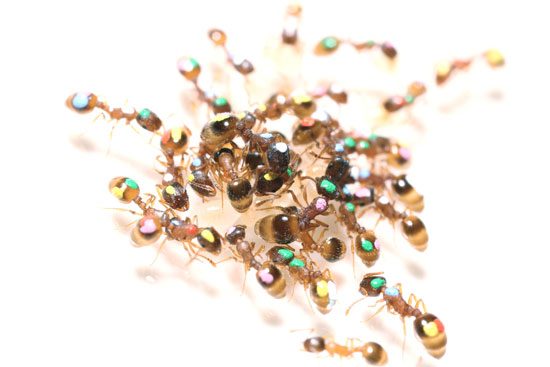 听自己的还是听大家的？