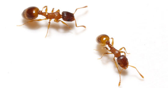 听自己的还是听大家的？