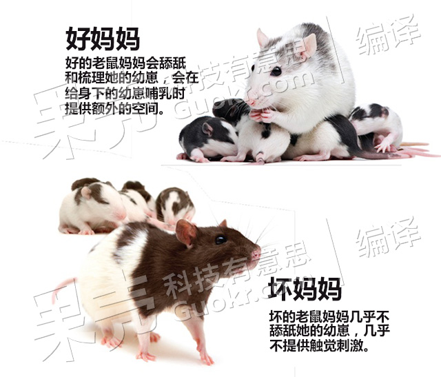 祖先的经历，也能遗传给你？