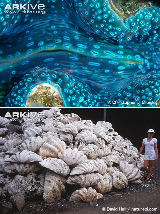 植物×动物，不只《植物大战僵尸》中有