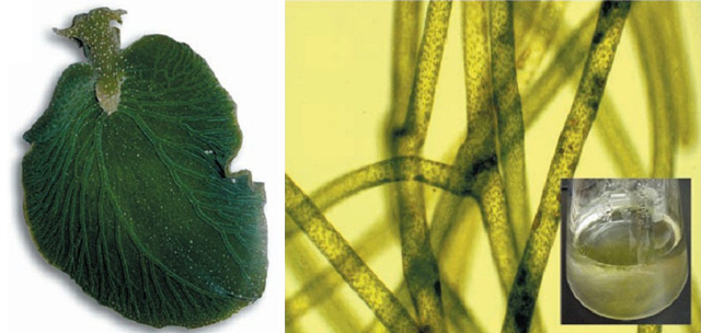 植物×动物，不只《植物大战僵尸》中有