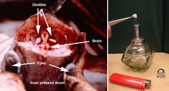 “嗨，狮子，您老贵庚？”