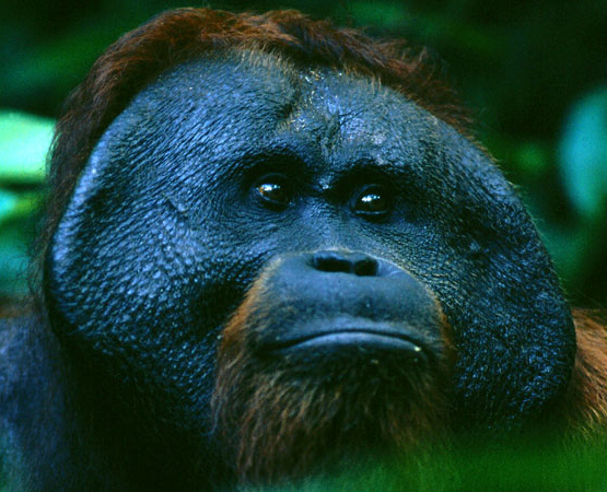 “嗨，狮子，您老贵庚？”