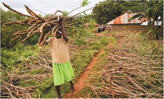 《自然》特刊：亚洲和非洲需要转基因作物吗？