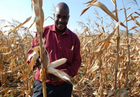 《自然》特刊：亚洲和非洲需要转基因作物吗？