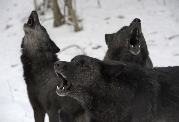 狼为什么会嚎叫？解码“野性的呼唤”