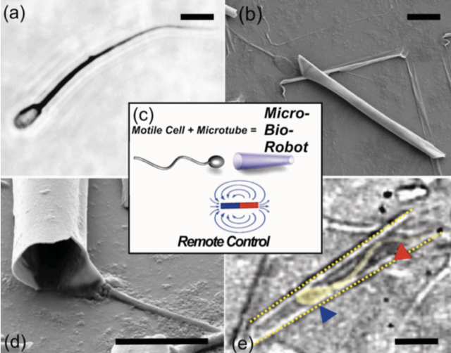精子变身钢铁侠，怀孕快递全不怕