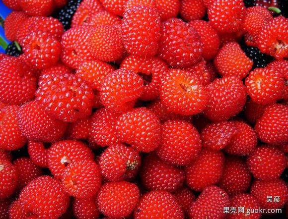 一“泡”植物：“泡”字臆正