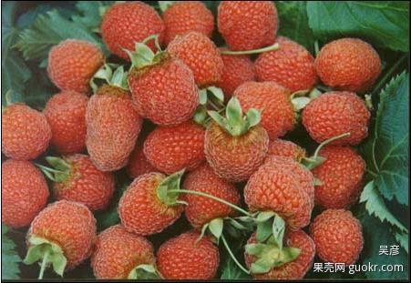 一“泡”植物：“泡”字臆正