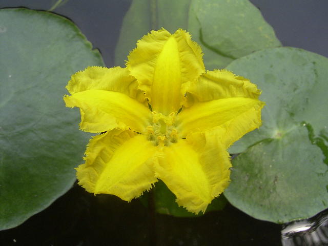 草木之名皆有情