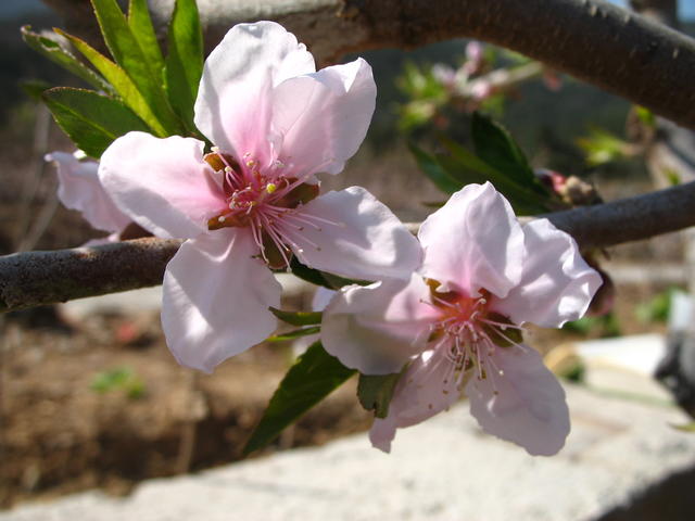 草木之名皆有情